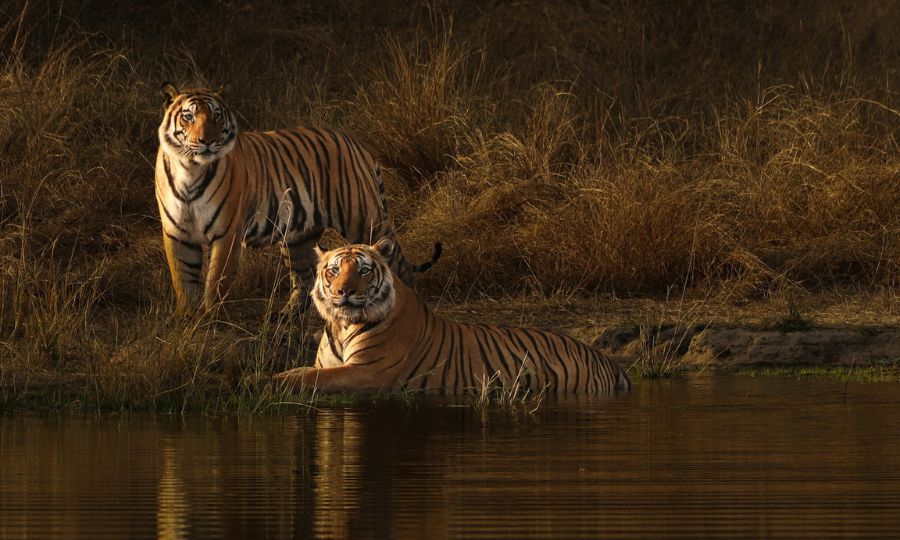 Bandhavgarh