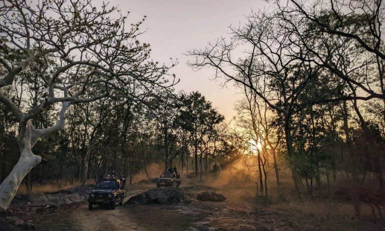 5 Thrilling Jungle Safaris in India You Cannot Miss!