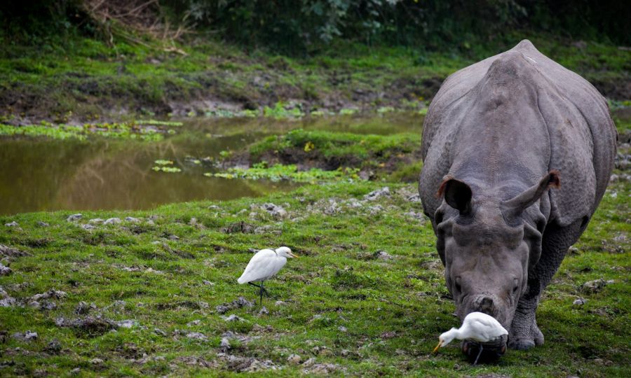 Kaziranga