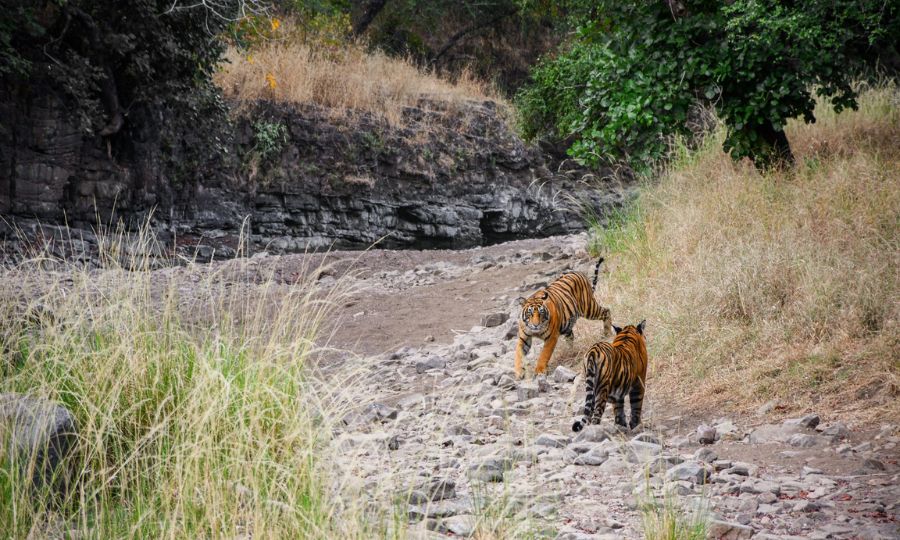 Ranthambore