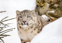 Exploring the Snow Leopard Trek in Ladakh Snow leopard trek Ladakh