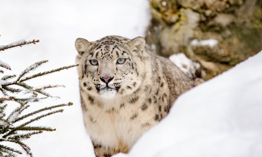 Snow leopard trek Ladakh