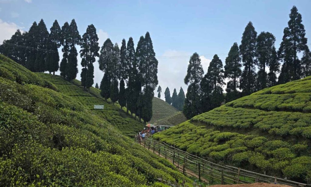 Gopaldhara Tea Estate