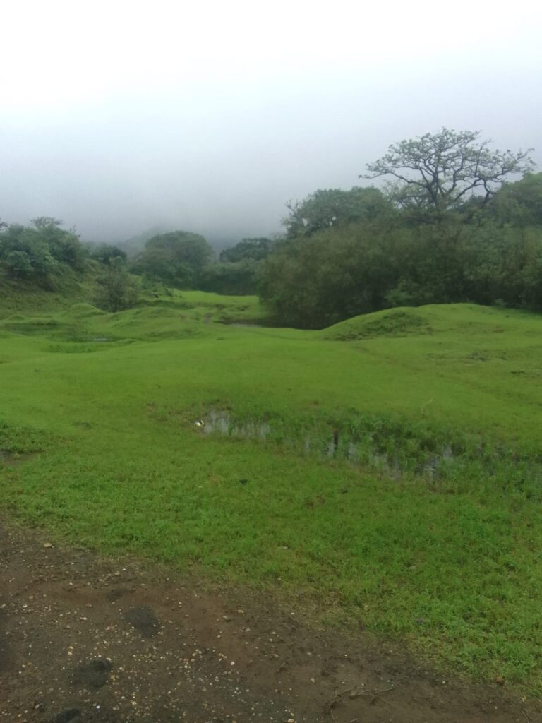 Aadrai Jungle Trek meadows
