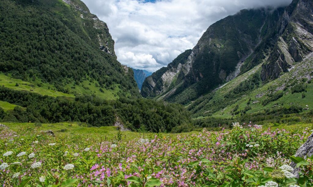 Valley of Flowers