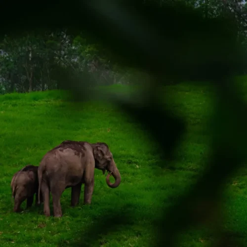 Top 5 Wildlife Sanctuaries to Explore on a Kerala Tour from Kolkata